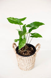Syngonium mint variegata